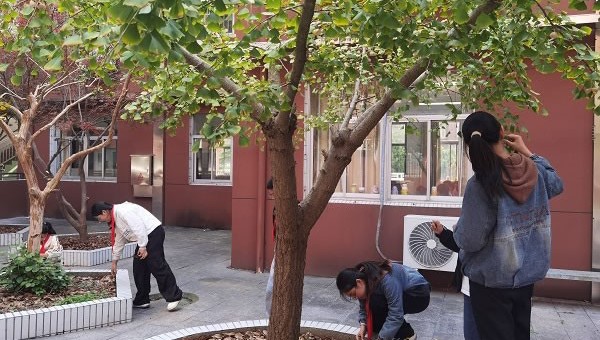 探神奇树叶比 赏自然数学美